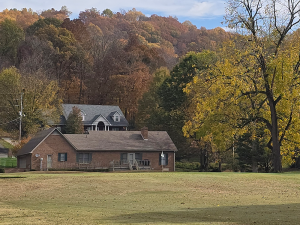 Yellow Tree on golf course