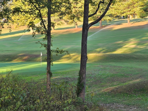 Trees on golf course
